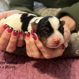 Energizer Bunny - Blue tan and white male Biewer Terrier puppy in Chester, South Carolina from Classic Biewers
