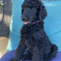 Poodle Puppies from Turkhaven