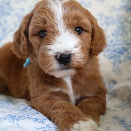 Lottie - Baby blue - Red  female Goldendoodle puppy in Ruthorfordton, North Carolina from Duncan Doodles Goldendoodles