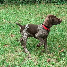 German Shorthaired Pointers from The Swampy GSP