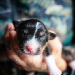 Ginger - Black tri female Miniature American Shepherd puppy in Battle Ground, Washington from Casita Miniature American Shepherds