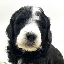 Aussiedoodles from Deep Creek Mini Aussiedoodles