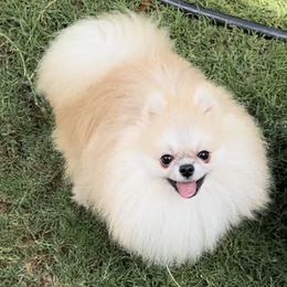 Kapi - Pomeranian