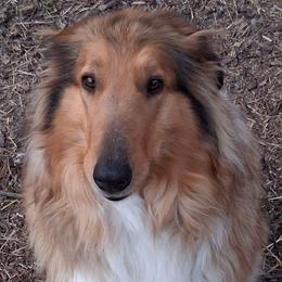 Athena - Collie