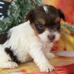 Bentley - White and tan male Morkie puppy in De Kalb, Texas from MC Kennels