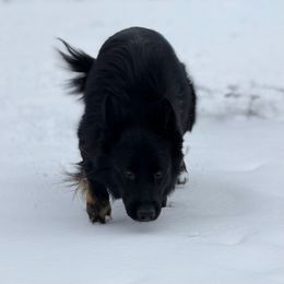 Diesel - German Shepherd