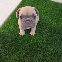 Peanut - Blue fawn male French Bulldog puppy in Sarasota, Florida from Kaitlyn Slone