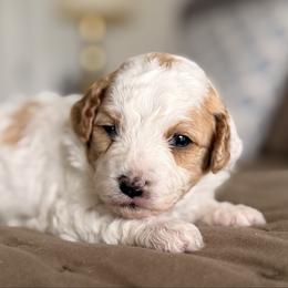 Spot - Blenheim male Cavapoo puppy in Kennewick, Washington from The Little Park Farm