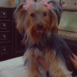 Anya - Yorkshire Terrier