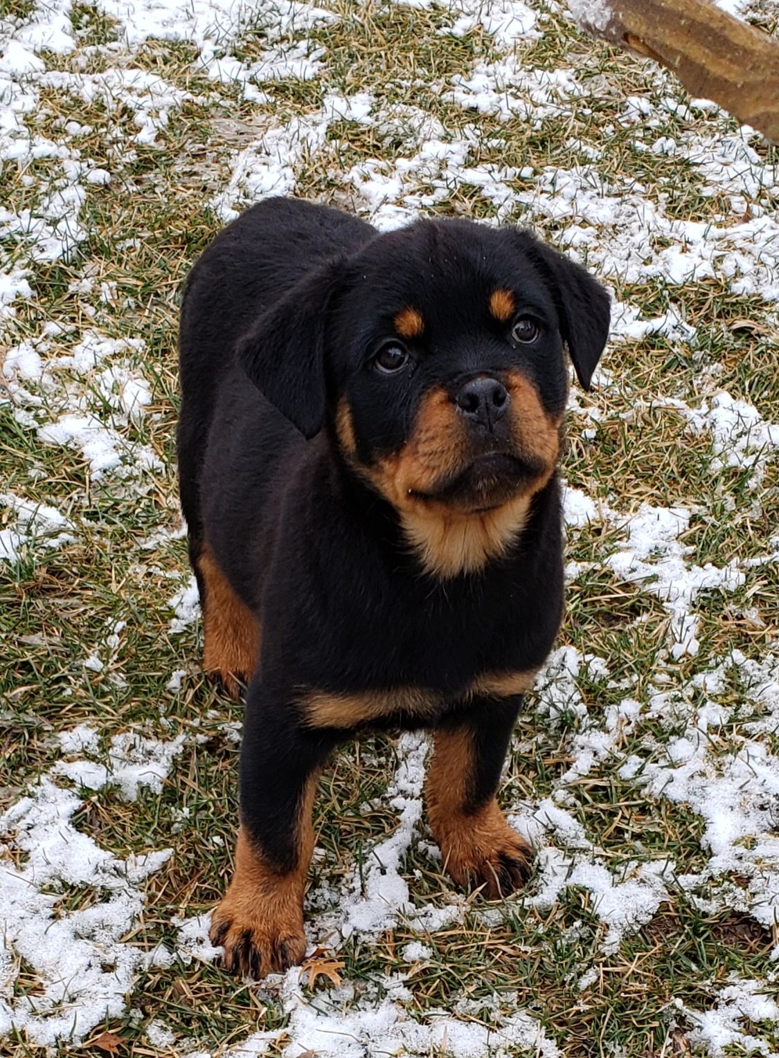 Hoagz World Wide Rottweilers in Illinois | Rottweiler puppies 