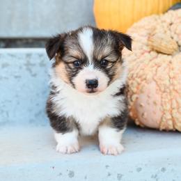 Hex - Black and tan male Pembroke Welsh Corgi puppy in Mona, Utah from Sorensen Corgis
