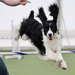 Rip - English Springer Spaniel
