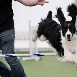 Rip - English Springer Spaniel