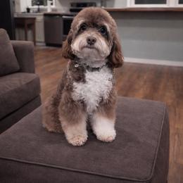Charlotte - Bernedoodle
