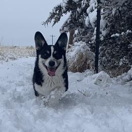 Mia - Pembroke Welsh Corgi