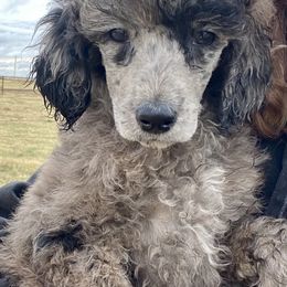 Bernedoodles and Poodles from Crider’s Critters