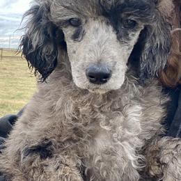 Bernedoodles and Poodles from Crider’s Critters