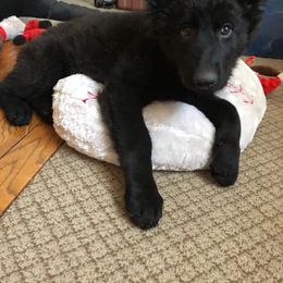German Shepherd Puppies from Von Jarosz Haus