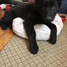 German Shepherd Puppies from Von Jarosz Haus