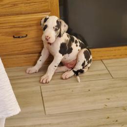 Great Dane Puppies from Windy Ridge Danes