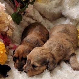 Dachshund Puppies from CLARK'S BREEDING PROGRAM