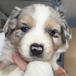 Tessa - Blue merle female Miniature Australian Shepherd puppy in Midway, Texas from L Bar W Aussie Ranch