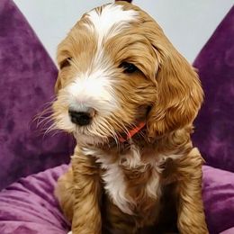 Orange Female - Apricot female Goldendoodle puppy in Great Falls, Montana from Montana Goldendoodles