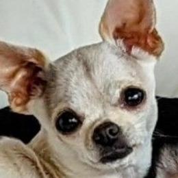 Belle - Chihuahua