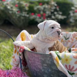 Bulldog Puppies from Semper Fi Bulldogs