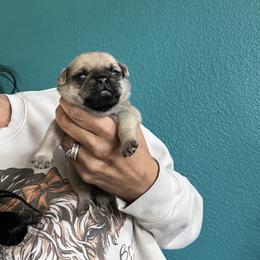 Boy 1 - Fawn male Pug puppy in Chino Valley, Arizona from Blecker Kennel