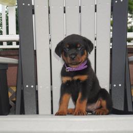Rottweiler Puppies from Vom Haus Joder Rottweilers