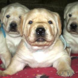 Labrador Retriever Puppies from Lorlyn Labradors
