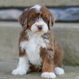 Fenway (socialization program student) - Chocolate merle male Bernedoodle puppy in Dundee, Ohio from Down Home Doodle