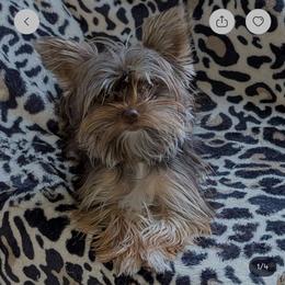 Ruby - Yorkshire Terrier