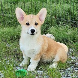 Titus - Red male Pembroke Welsh Corgi puppy in Dunbar, Nebraska from Vintage Corgis