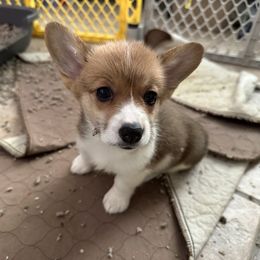 Girl 1 - Pembroke Welsh Corgi puppy in Tampa, Florida from Everglade Corgis