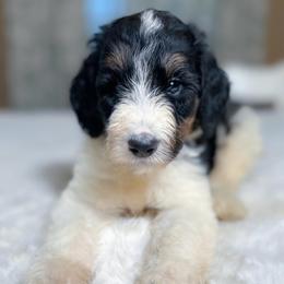 Tucker - Tri-color male Bernedoodle puppy in Osage City, Kansas from Golden Ridge Goldens