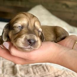 Peaches - Cream female Dachshund puppy in Coeymans Hollow, New York from Dachshunds of the Hollow