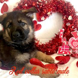 Red collar - Sable male German Shepherd puppy in Canterbury, Connecticut from Nachtwaechter German Shepherds, LLC