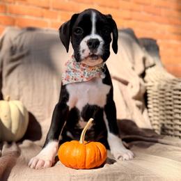 Pumpkin - Brindle female Boxer puppy in Upper Sandusky, Ohio from Rock Run Homestead