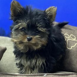 Pomeranian and Yorkshire Terrier Puppies from BC Breeders Association