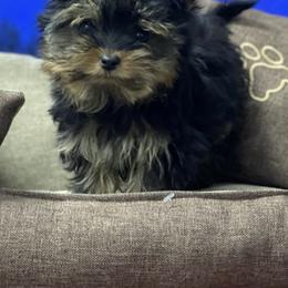 Pomeranian and Yorkshire Terrier Puppies from BC Breeders Association