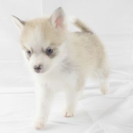 Pomeranian and Pomsky Puppies from Spillman's Specialty Breeding