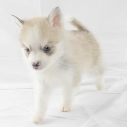 Pomeranian and Pomsky Puppies from Spillman's Specialty Breeding