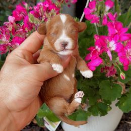 Sparkle - Red female Cavapoo puppy in Salt Lake City, Utah from SunnySide Mini Doodles