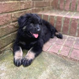 Shiloh Shepherd Puppies from Orchard Hills Shilohs