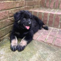 Shiloh Shepherd Puppies from Orchard Hills Shilohs