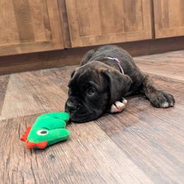 Anna - Light Purple - Brindle female Boxer puppy in Sherrill, Iowa from Balltown Boxers