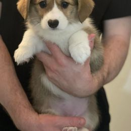 Pembroke Welsh Corgi Puppies from Rainbow Corgi Farms