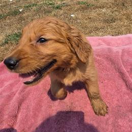 Rhubarb- Wine and black collars - Dark golden female Golden Retriever puppy in Tenino, Washington from Oak River Goldens'